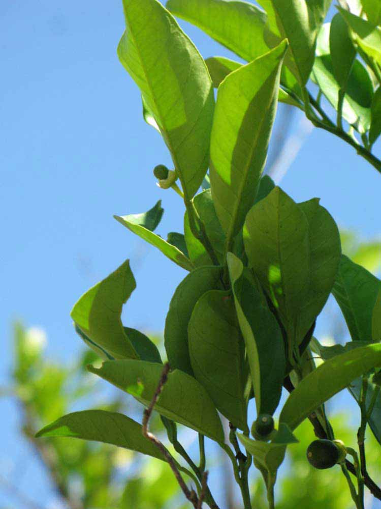              Sun leaves (Winter Haven, FL)       